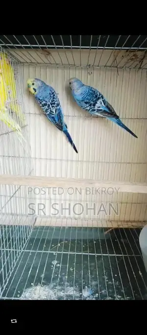 পাখি বিক্রয় হবে