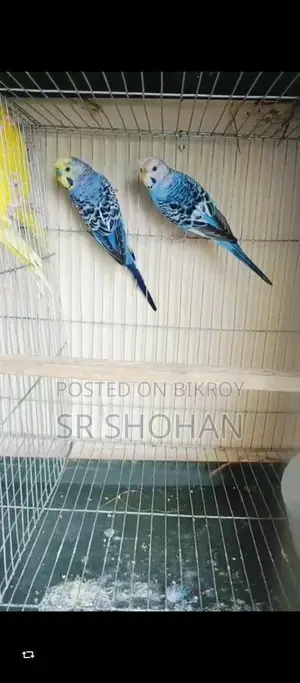 পাখি বিক্রয় হবে