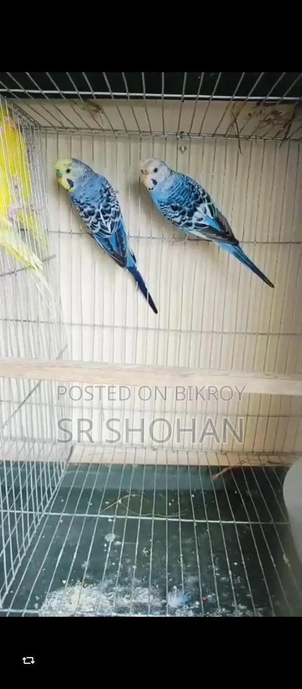 পাখি বিক্রয় হবে