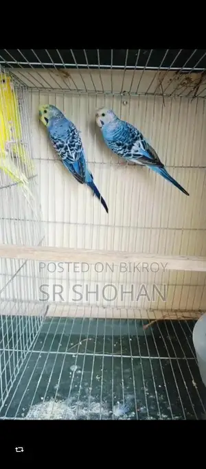পাখি বিক্রয় হবে