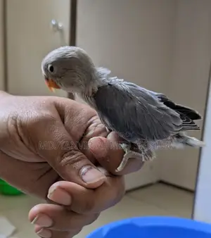 Lovebird Tame Size Babies