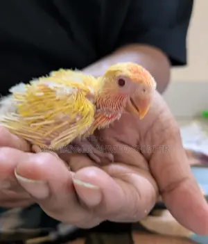 Lovebird Tame Size Babies