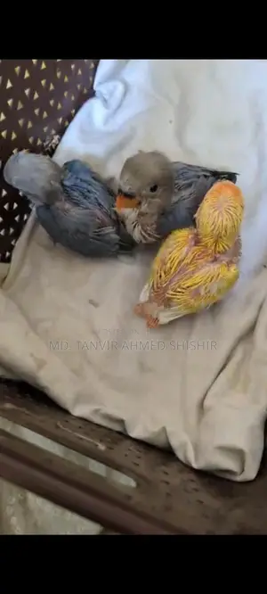 Lovebird Tame Size Babies