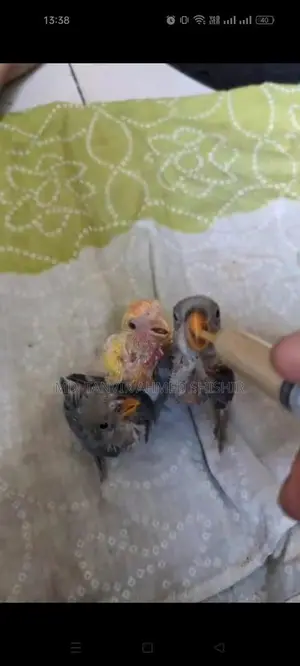 Lovebird Tame Size Babies