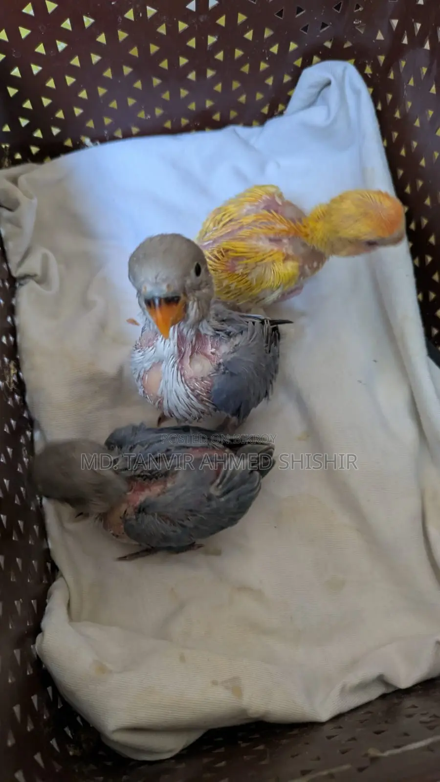 Lovebird Tame Size Babies