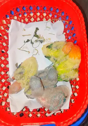 Tame Lovebird Babies