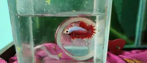 Super Red Betta