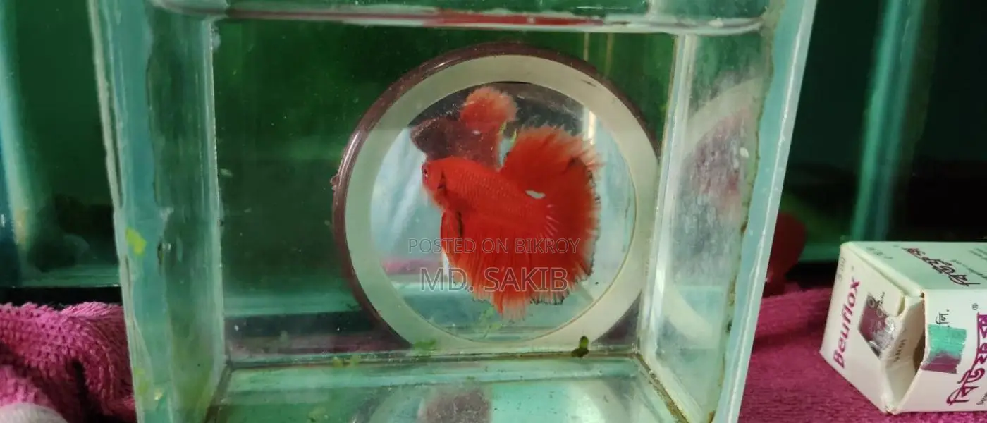 Super Red Betta