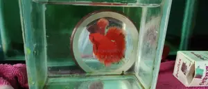 Super Red Betta