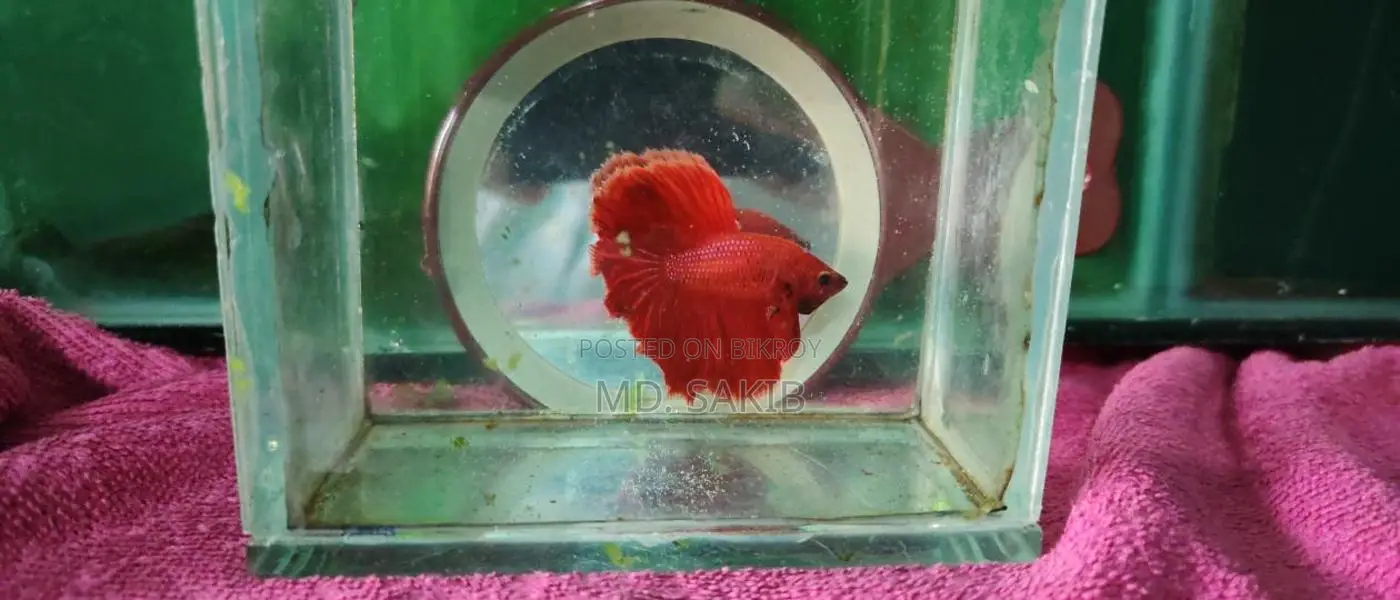 Super Red Betta