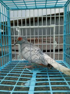 এডাল্ট মেল ডায়মন্ড ডাভ