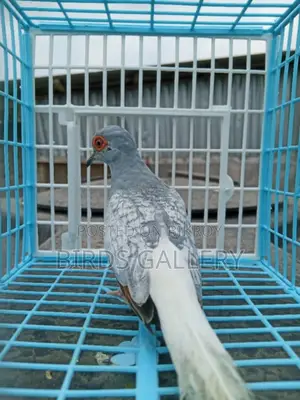 এডাল্ট মেল ডায়মন্ড ডাভ