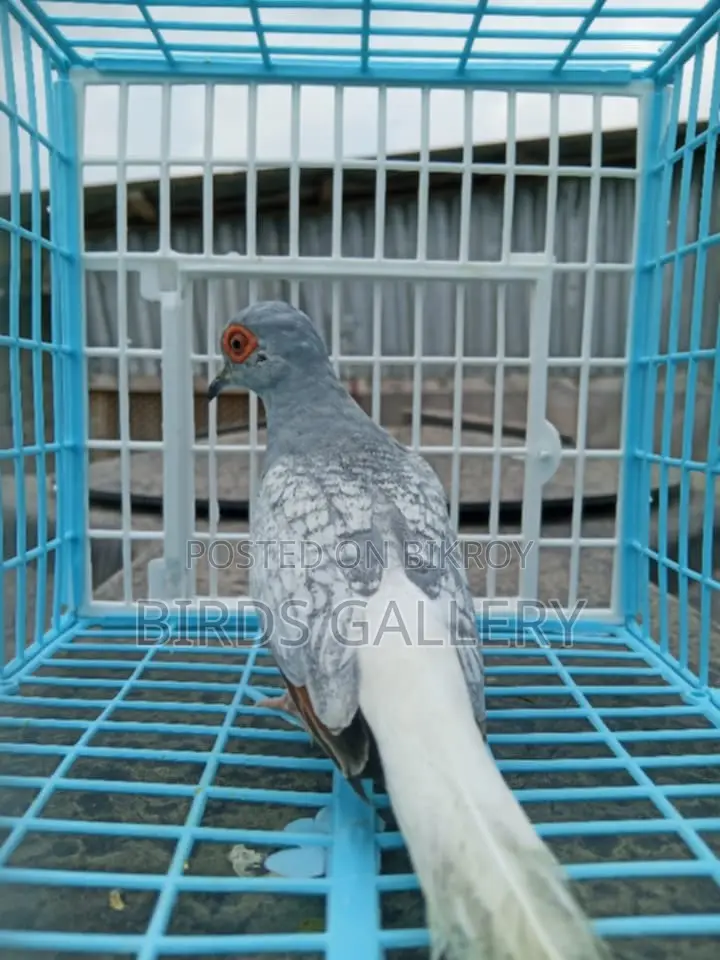 এডাল্ট মেল ডায়মন্ড ডাভ