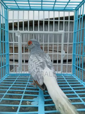 এডাল্ট মেল ডায়মন্ড ডাভ