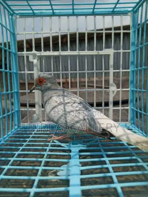 এডাল্ট মেল ডায়মন্ড ডাভ