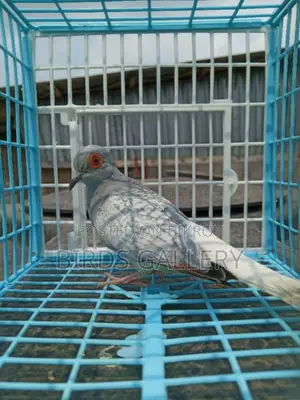 এডাল্ট মেল ডায়মন্ড ডাভ