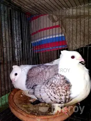 ঝর্ণা সারটিং কবুতর