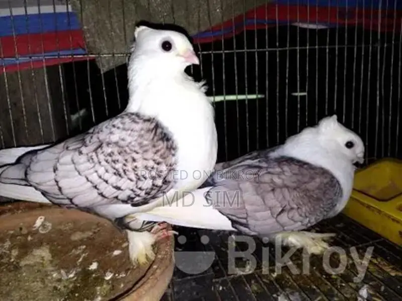 ঝর্ণা সারটিং কবুতর