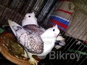 ঝর্ণা সারটিং কবুতর