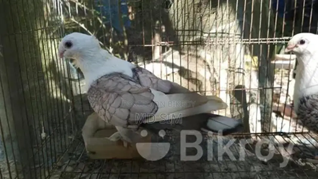 ঝর্ণা সারটিং কবুতর