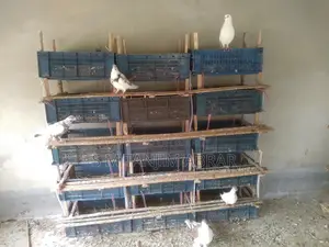 কবুতরের খাচা বা বাসা