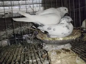গিরিবাজ কবুতর