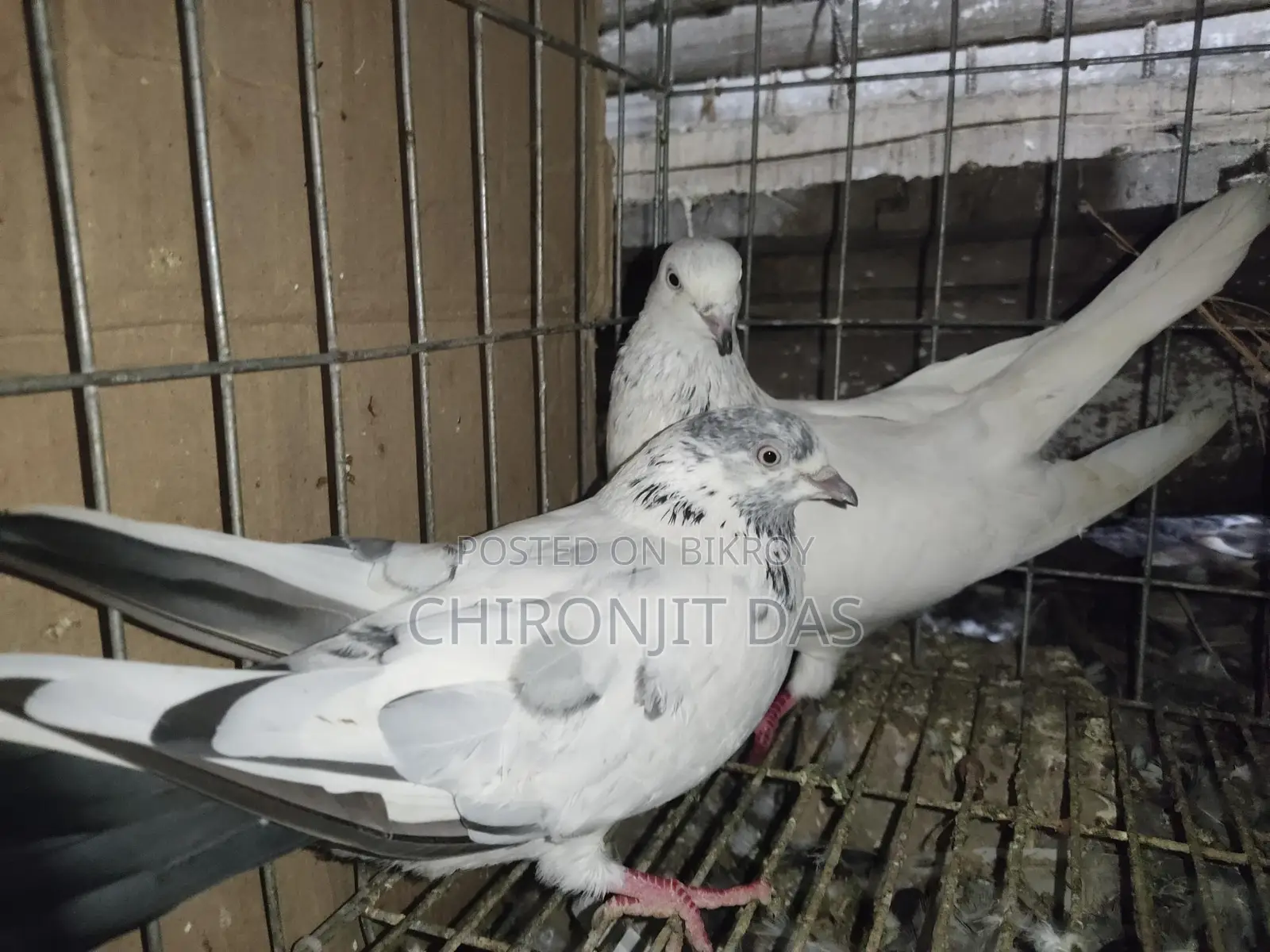 গিরিবাজ কবুতর