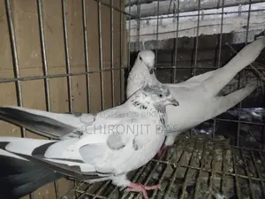 গিরিবাজ কবুতর
