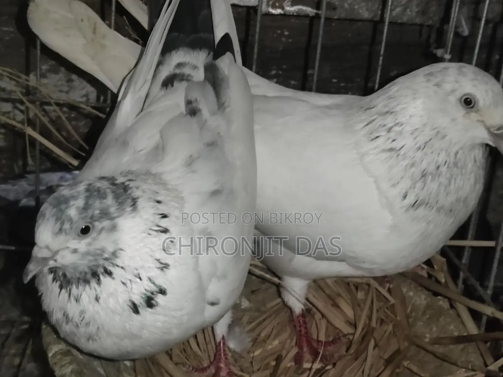 গিরিবাজ কবুতর