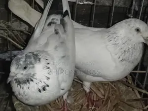 গিরিবাজ কবুতর