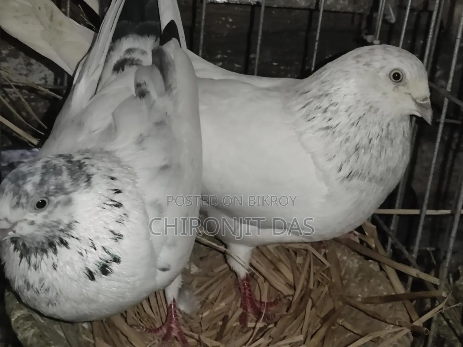 গিরিবাজ কবুতর