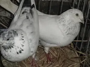 গিরিবাজ কবুতর