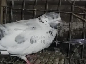 গিরিবাজ কবুতর