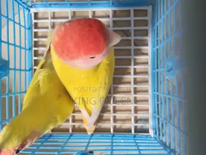 Love Bird