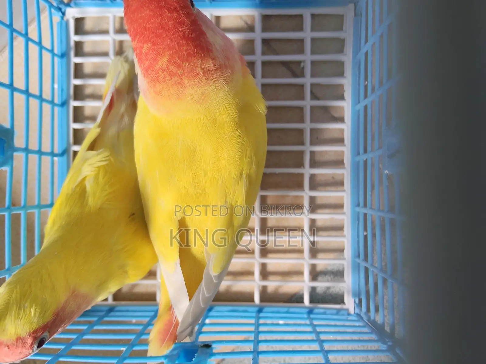 লাভ বার্ড