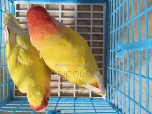 লাভ বার্ড