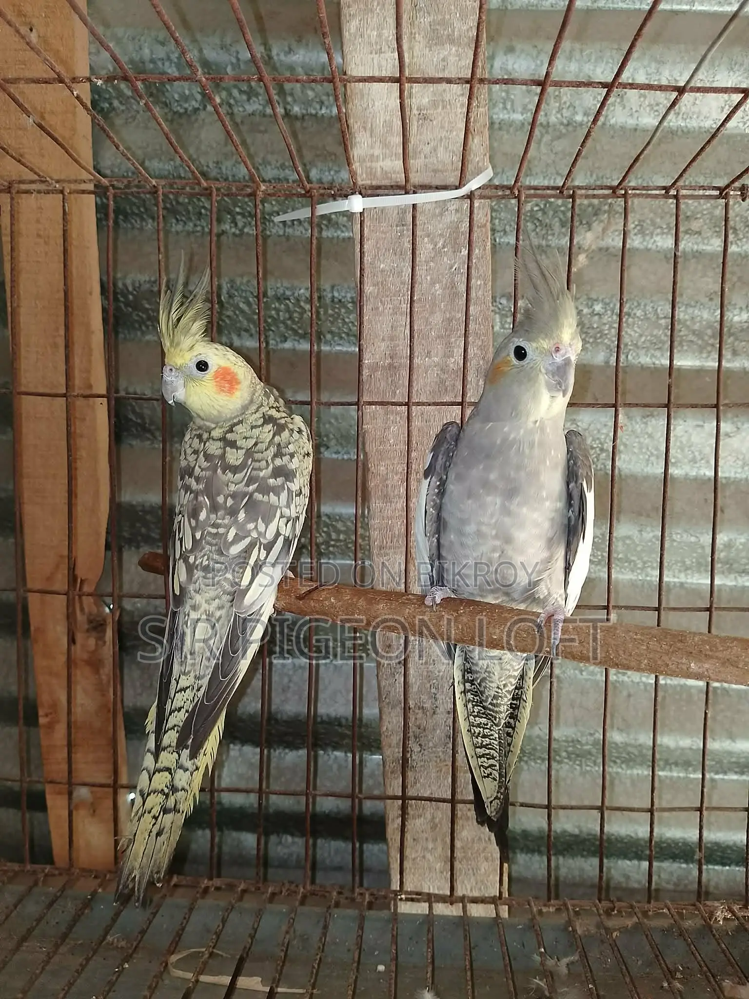 A Pair of 11-Month-Old Cockatiels