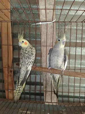 A Pair of 11-Month-Old Cockatiels