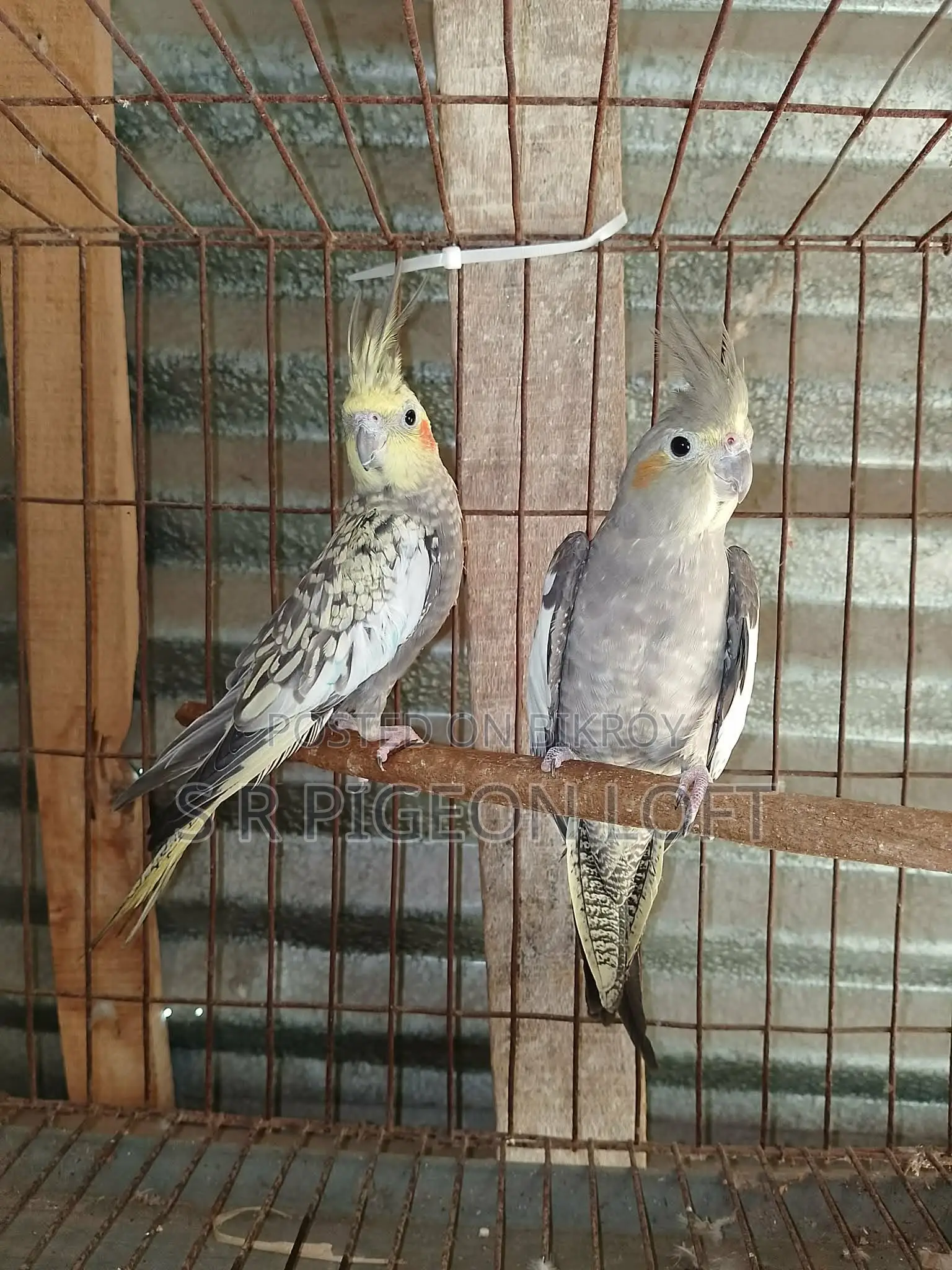 A Pair of 11-Month-Old Cockatiels