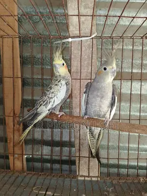 A Pair of 11-Month-Old Cockatiels