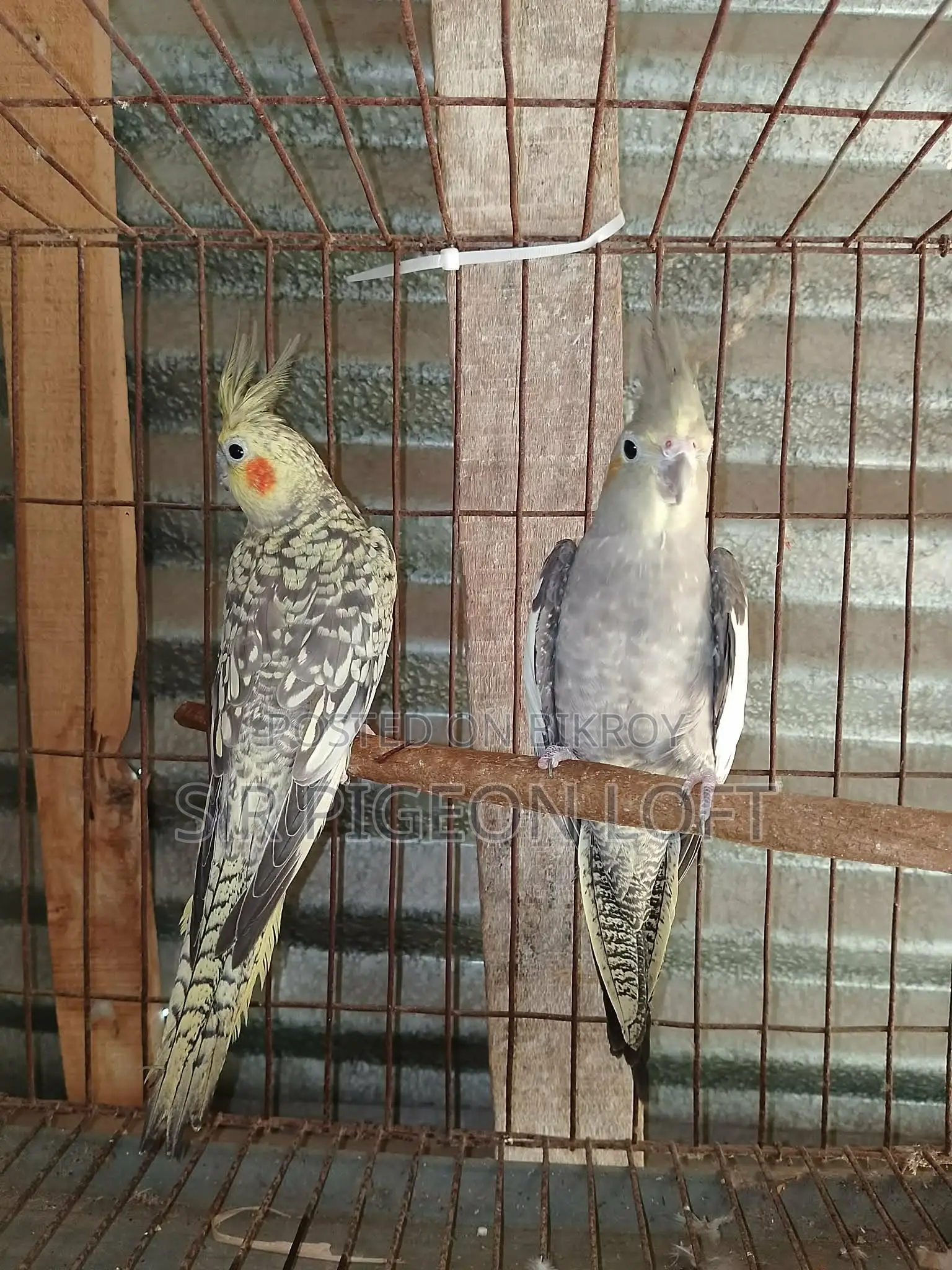 A Pair of 11-Month-Old Cockatiels