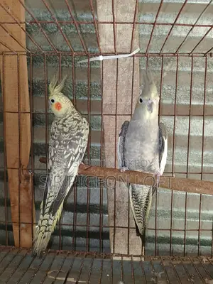 A Pair of 11-Month-Old Cockatiels