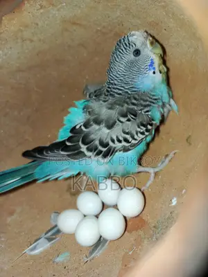 Running Pair of Budgerigar Birds