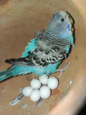 Running Pair of Budgerigar Birds