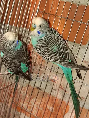 Running Pair of Budgerigar Birds