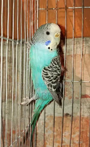 Running Pair of Budgerigar Birds