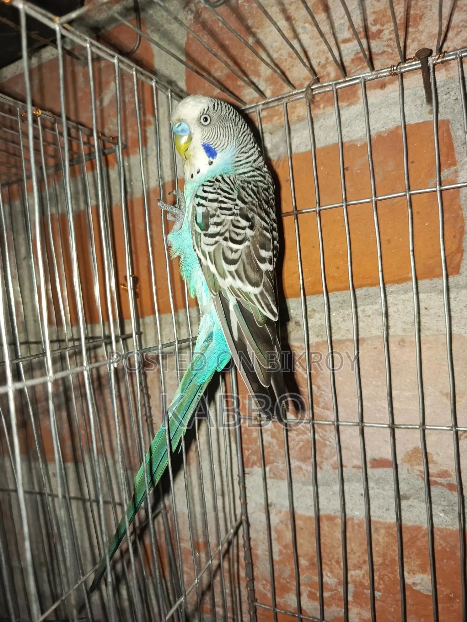 Running Pair of Budgerigar Birds