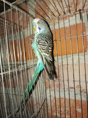 Running Pair of Budgerigar Birds