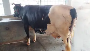 Buy Cow No. 1008 - Great for Rearing.