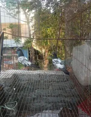 ডিম সেল করা হয়
